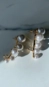 Brinco earcuff contorno mix pérolas